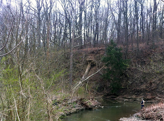 Snowden Wetland