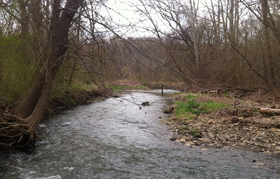 Behind Snowden Wetland